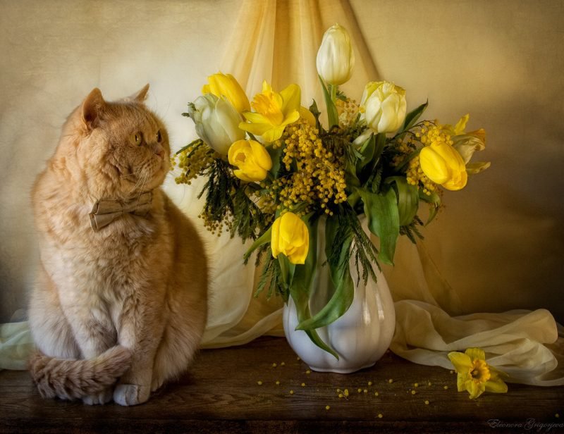 кот и тюльпаны - цветы кот тюльпаны натюрморт - оригинал