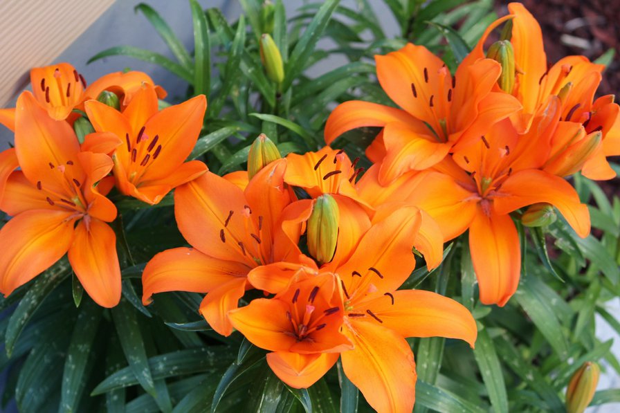 Яркие лилии - лилии, оранжевые, букет, цветы - оригинал