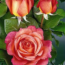 Оригинал схемы вышивки «розовые розы» (№865702)