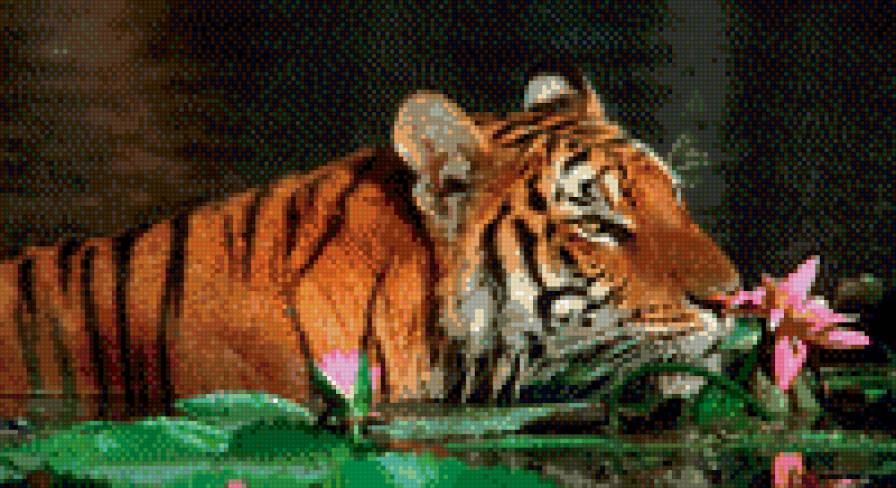 тигр и лотосы - животные, тигр - предпросмотр