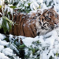 Схема вышивки «тигр и зима»