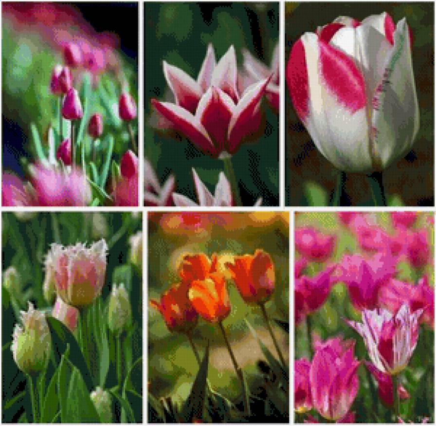 тюльпаны - тюльпаны, полиптих, весна, цветы - предпросмотр