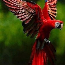 Оригинал схемы вышивки «красный попугай» (№867455)