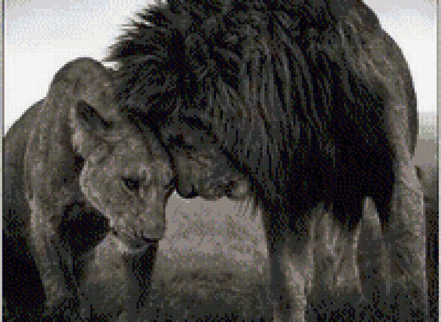 Любовь зверя - любовь, лев - предпросмотр