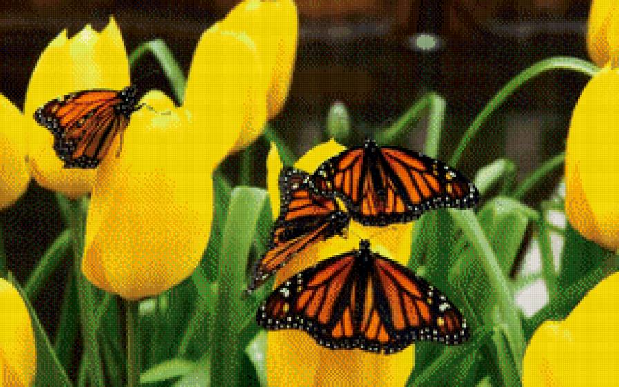 Бабочки на тюльпанах - тюльпаны, бабочки - предпросмотр