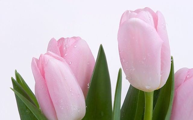 тюльпаны - тюльпаны цветы нежность - оригинал