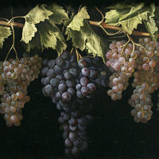 Оригинал схемы вышивки «виноград» (№867900)
