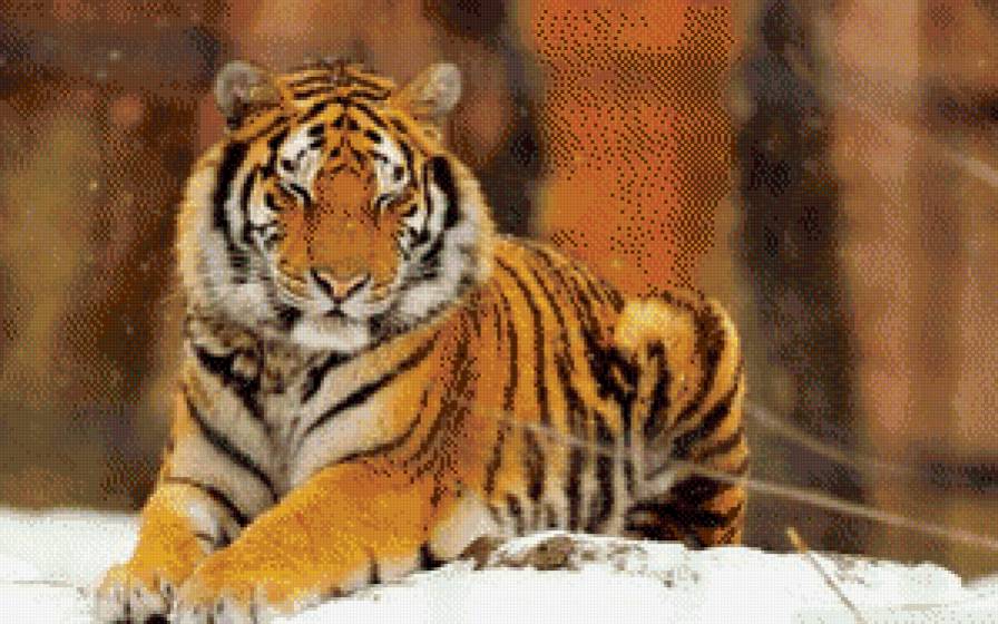 Тигр в снегу - снег, тигр, животные - предпросмотр