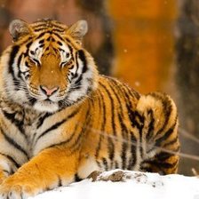 Оригинал схемы вышивки «Тигр в снегу» (№867909)