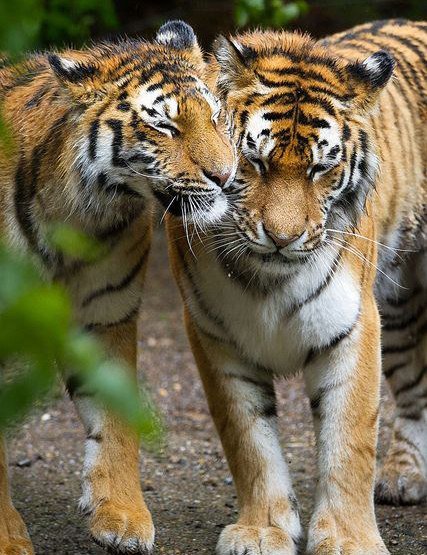 Тигры - животные, кошки, тигры, нежность, поцелуй - оригинал