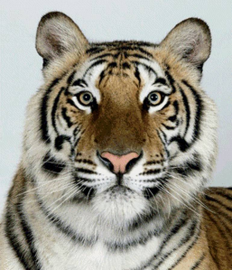 Тигр - кошки, животные - предпросмотр