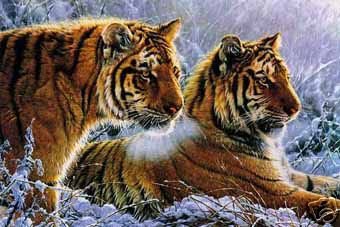 Тигры - животные, кошки - оригинал