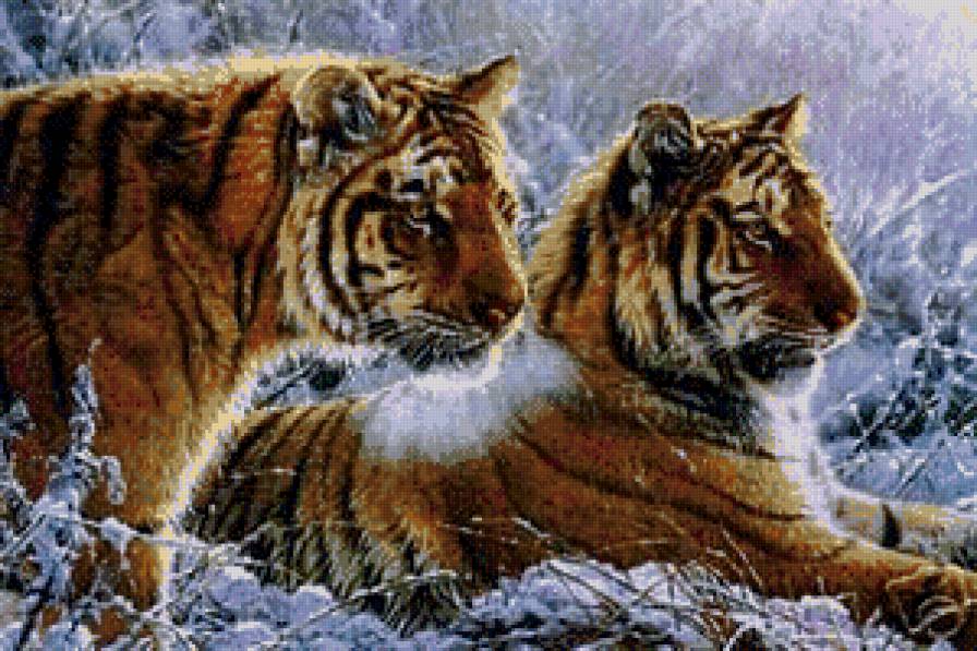 Тигры - кошки, животные - предпросмотр