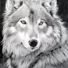 Оригинал схемы вышивки «волк» (№869156)