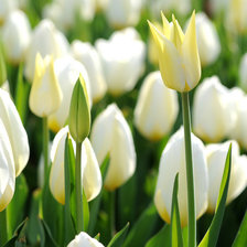Оригинал схемы вышивки «Белые тюльпаны» (№869459)