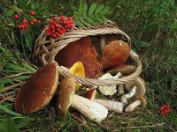 грибочки - натюрморт, осень, грибы - оригинал