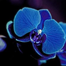 Оригинал схемы вышивки «Синяя орхидея» (№869827)