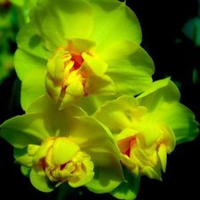 Оригинал схемы вышивки «желтая орхидея» (№869840)