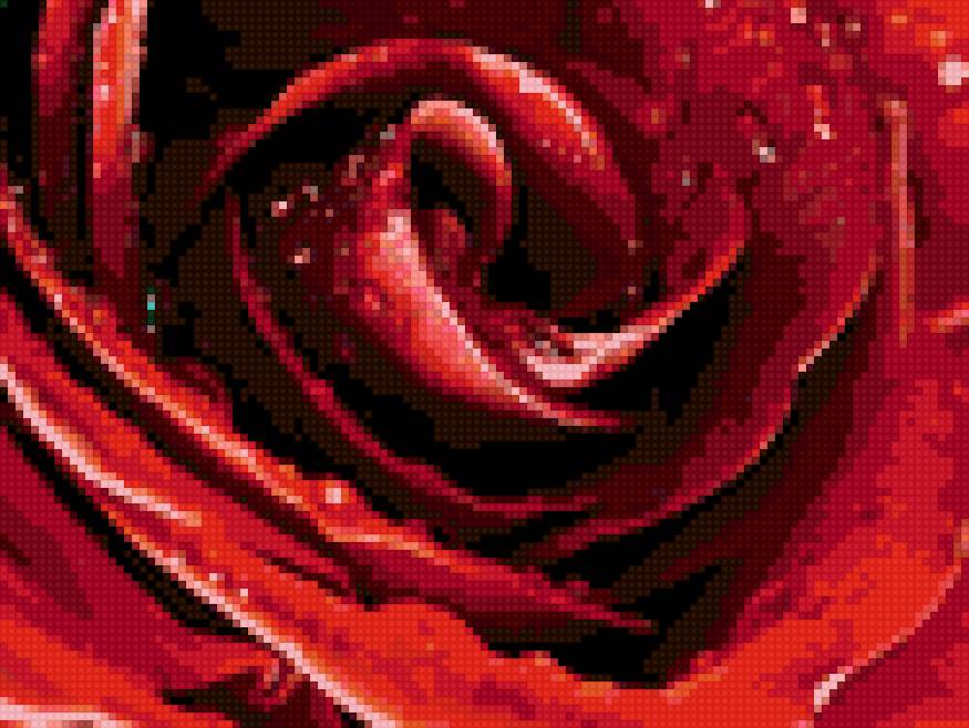 Нежная роза 5 - розы - предпросмотр