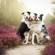 три собаки