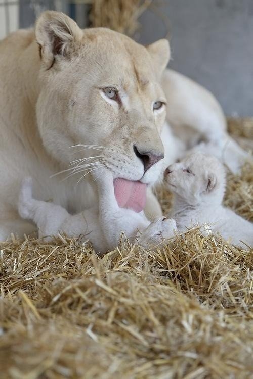 Белая львица - нежность, кошки, животные, лев - оригинал