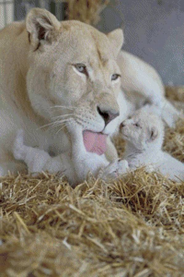 Белая львица - нежность, лев, животные, кошки - предпросмотр