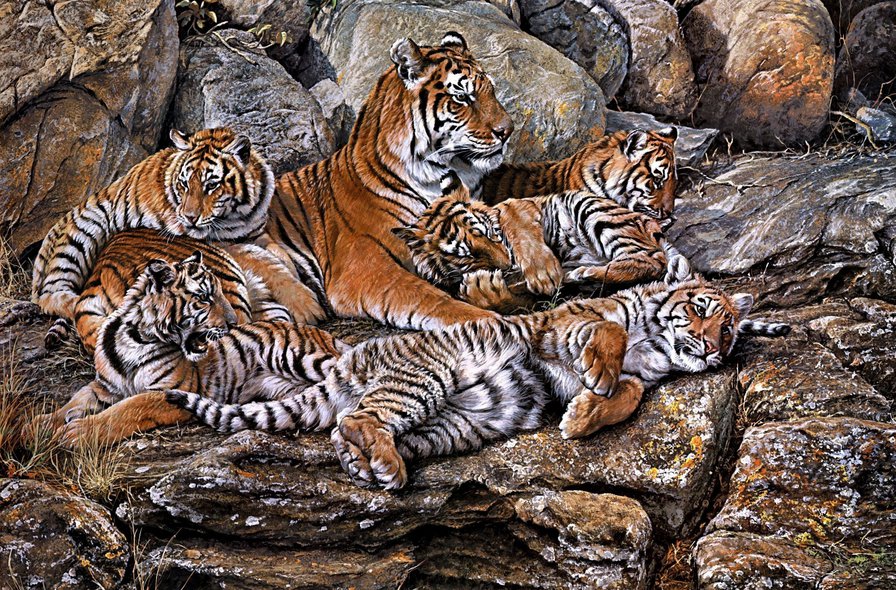 семья тигров - кошки, семья, природа, тигры, животные - оригинал