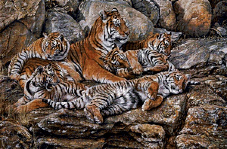 семья тигров - животные, кошки, тигры, семья, природа - предпросмотр