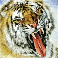 зевающий тигр