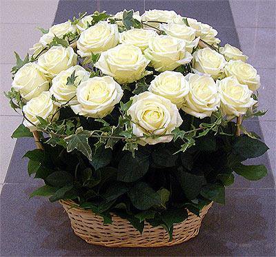букет роз - белые розы, цветы - оригинал