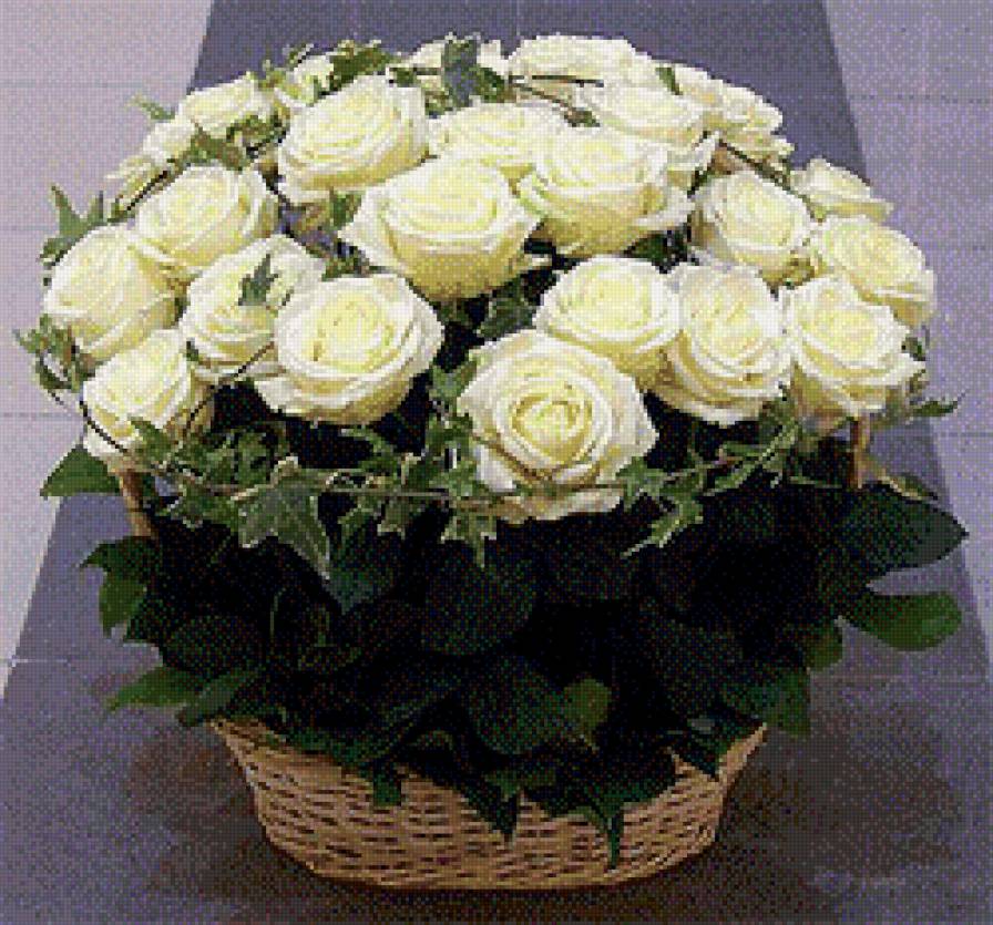 букет роз - белые розы, цветы - предпросмотр