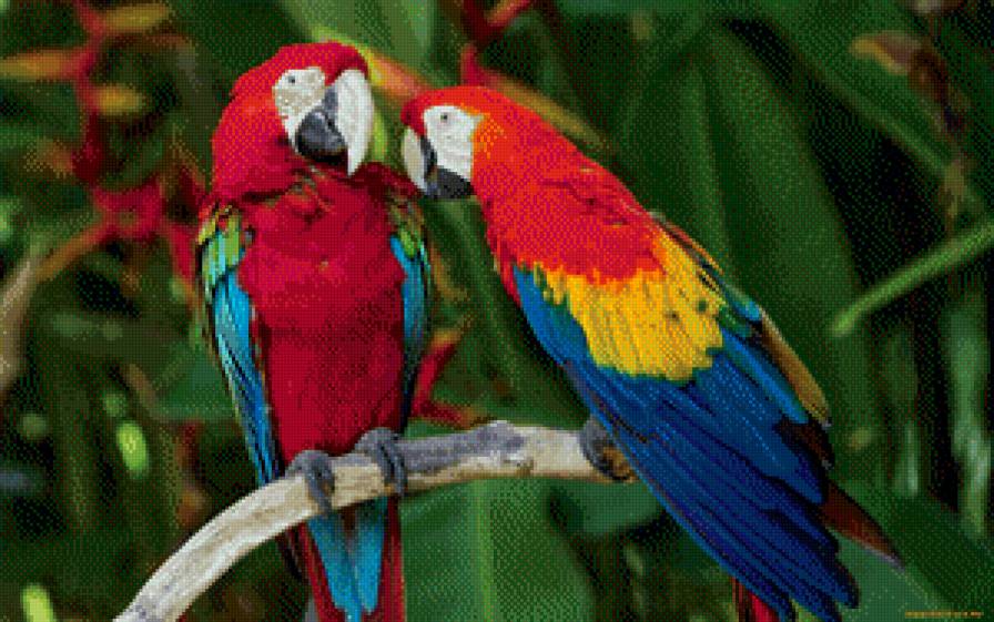 попугаи - птицы, природа - предпросмотр