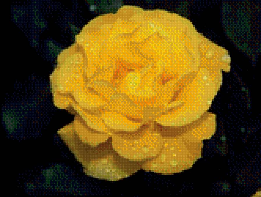 Желтая роза - роза - предпросмотр