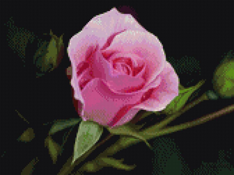 Розовая роза - роза - предпросмотр