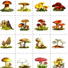 Схема вышивки «Разнообразие грибов»