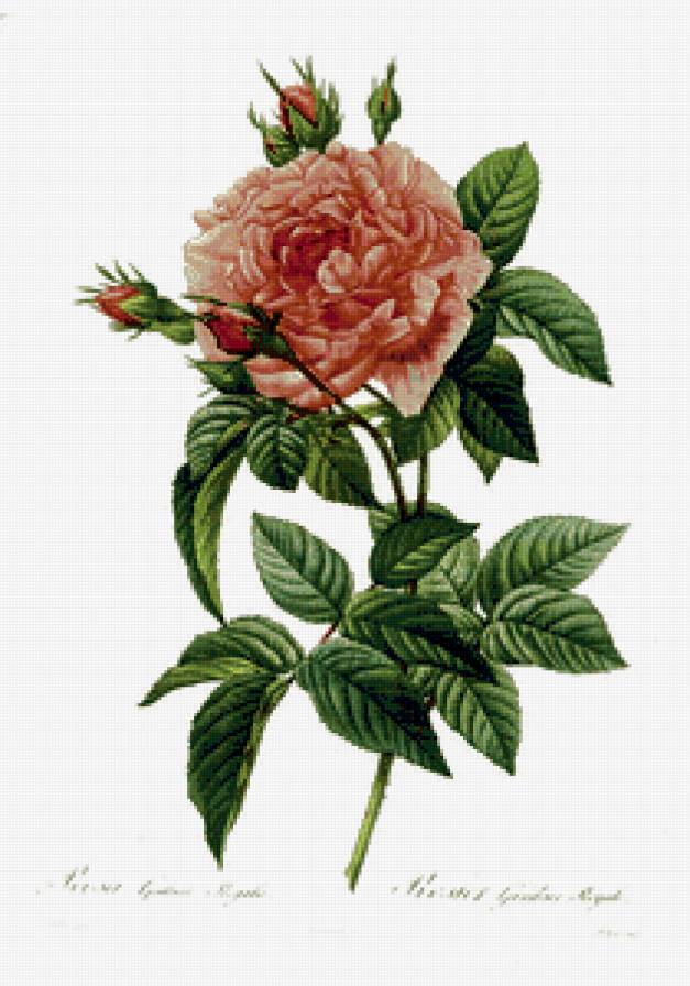 цветок розы - панно, цветок, роза, рисунок - предпросмотр