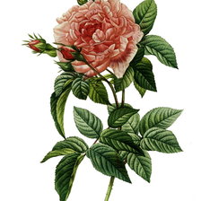 Оригинал схемы вышивки «цветок розы» (№872864)
