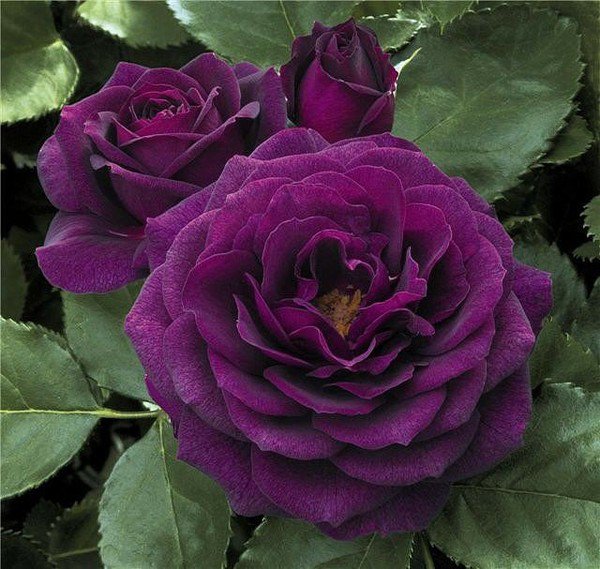 Фиолетовая роза - роза - оригинал