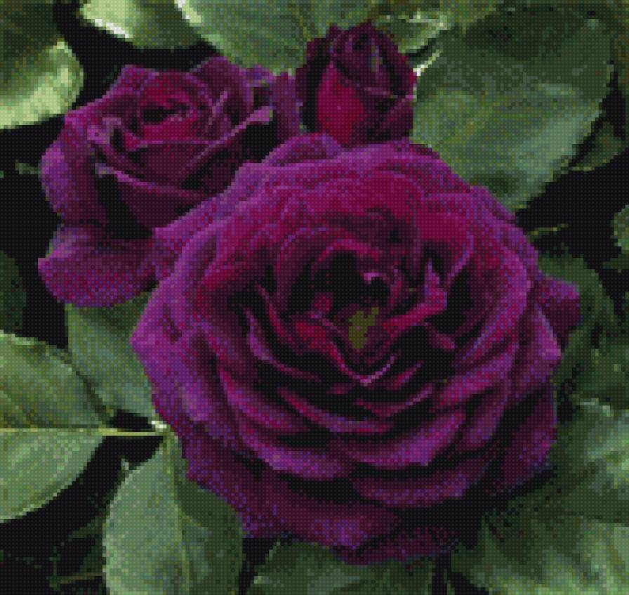 Фиолетовая роза - роза - предпросмотр