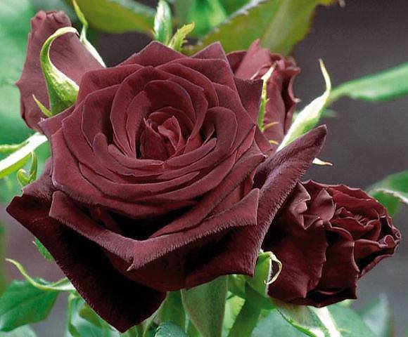 Бардовая роза - роза - оригинал