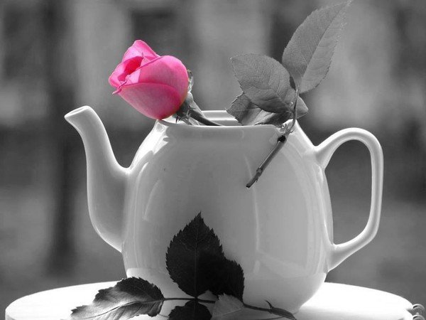 Роза в чайнике - роза - оригинал