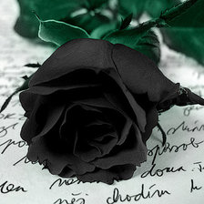 Оригинал схемы вышивки «чёрная роза» (№873412)