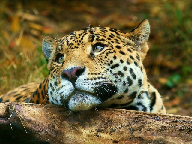 леопард - леопард, животные, лес - оригинал