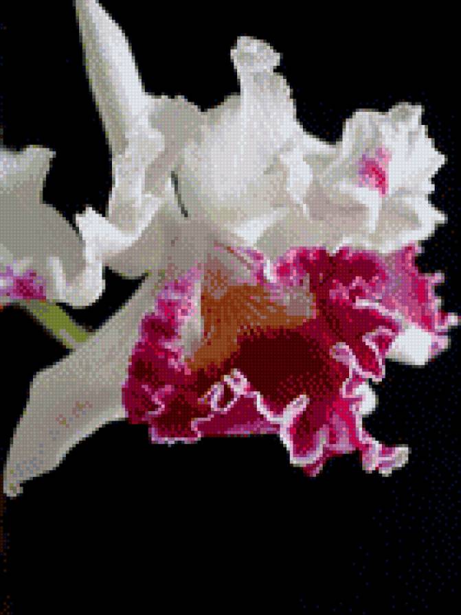 орхидея - цветы на черном - предпросмотр