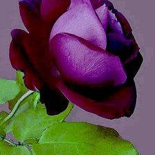 Оригинал схемы вышивки «Фиолетовая роза» (№873856)