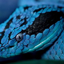 Оригинал схемы вышивки «синяя змея» (№874586)