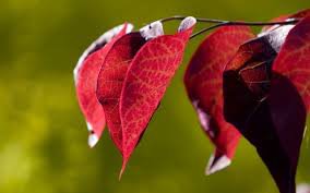 природная серия - листья, осень, природа - оригинал