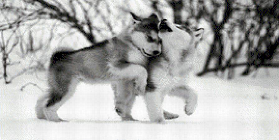 Вовки 3 - вовк, почуття, тварини, природа - предпросмотр