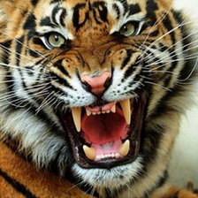 Схема вышивки «тигр агрессия»
