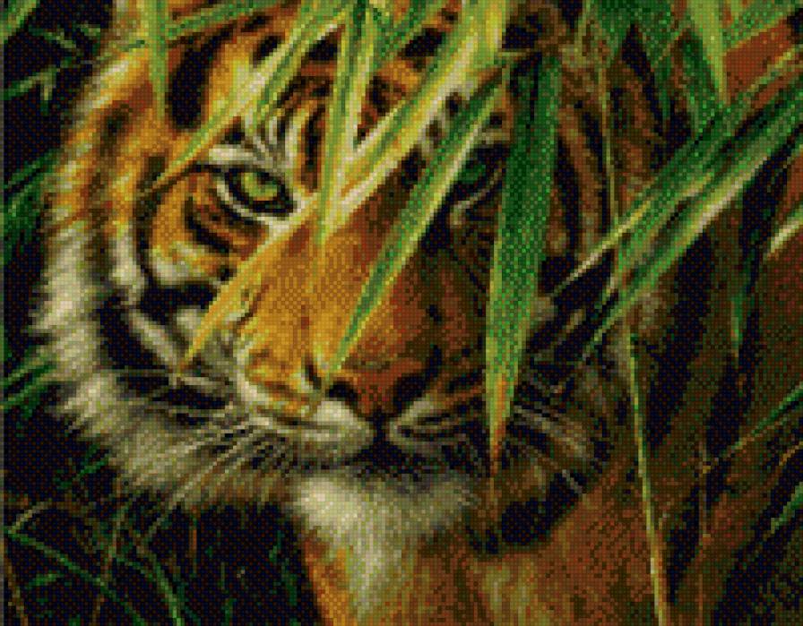 хищник - хищник, тигр - предпросмотр